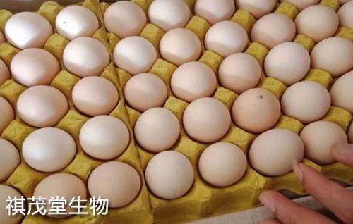 双蛋玉米价格最新行情大盘点！这场"抢蛋大战"究竟谁是赢家？ 