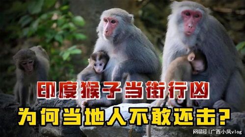 印度猴群暴走记：当灵长类动物成为经济破坏王 