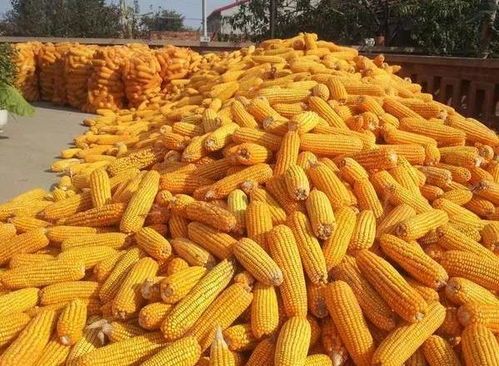 玉米每吨上涨400元：你到底从哪儿来捞鱼钱的？ 
