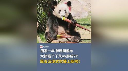 丫丫回家一年从YY胖成YY——金融生活的成长之旅 