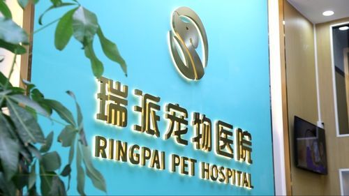 瑞派宠物医院：毛孩子的财经守护者，你家的铲屎官也是股神吗？ 
