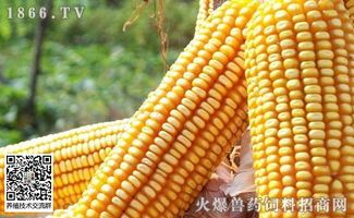 玉米价格最新行情:亳州玉米冷静观市,卯足精神说再见——涨跌随风